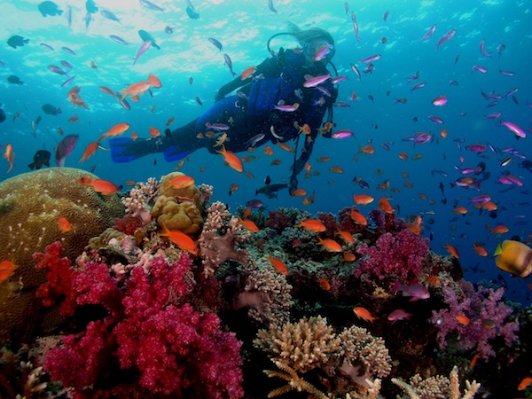 ScubaDiveAsia-Fiji_coral-diver